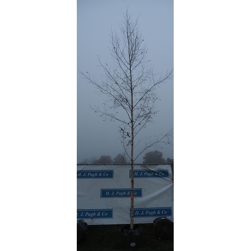 473 - Betula Pendula 16ft