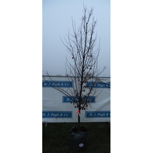 474 - Carpinus Betulus 12ft