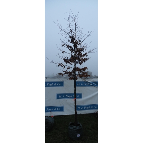 475 - Carpinus Betulus 12ft