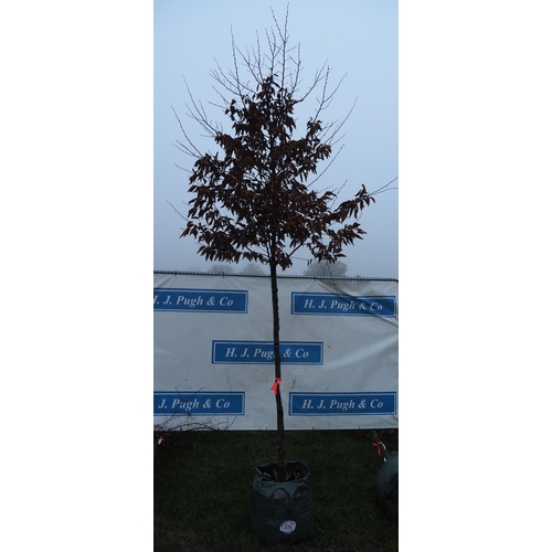 476 - Carpinus Betulus 12ft