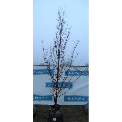 477 - Carpinus Betulus 12ft