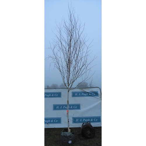 478 - Betula Utilis 14ft