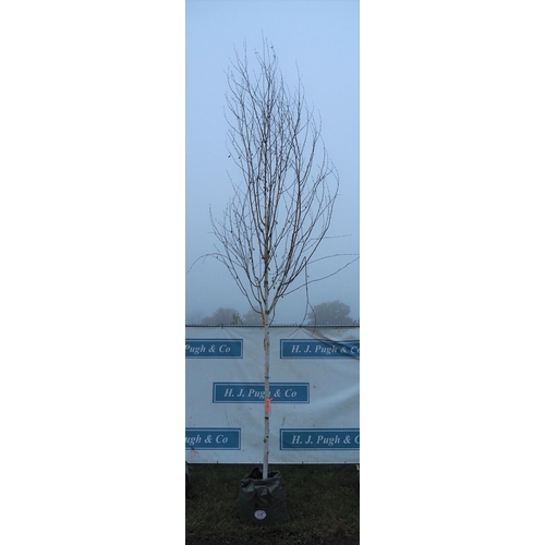 479 - Betula Utilis 14ft