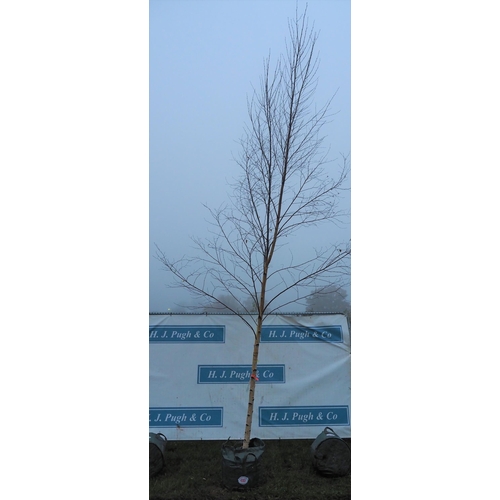 480 - Betula Pendula 14ft