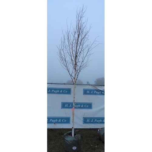 481 - Betula Utilis 14ft