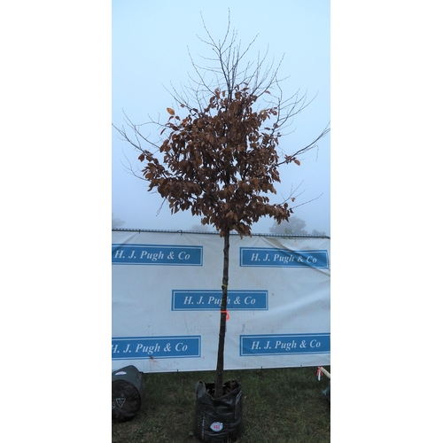 482 - Carpinus Betulus 12ft