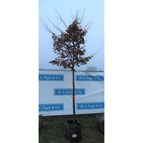 483 - Carpinus Betulus 12ft