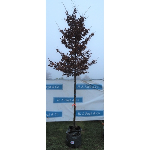 484 - Carpinus Betulus 12ft