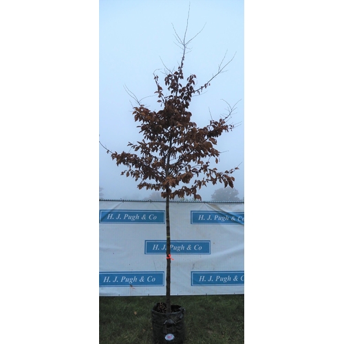 487 - Carpinus Betulus 14ft