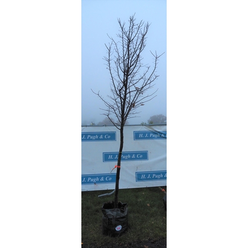 488 - Carpinus Betulus 14ft