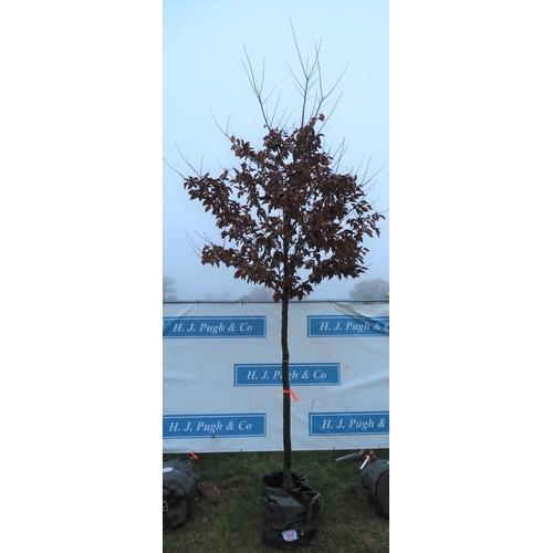 489 - Carpinus Betulus 14ft