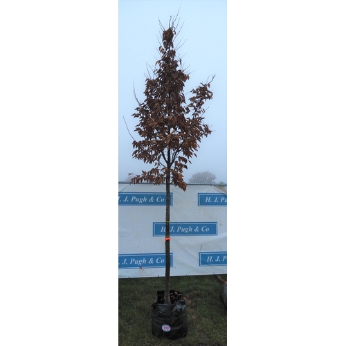 490 - Carpinus Betulus 14ft