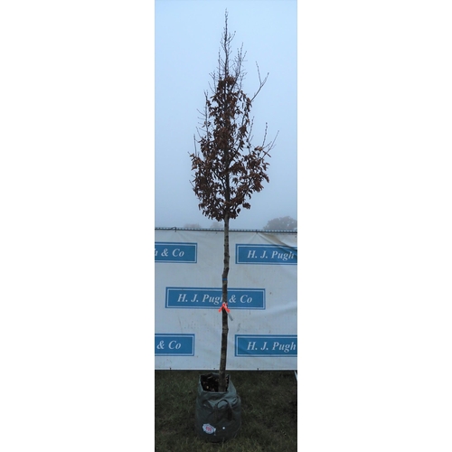 491 - Carpinus Betulus 12ft