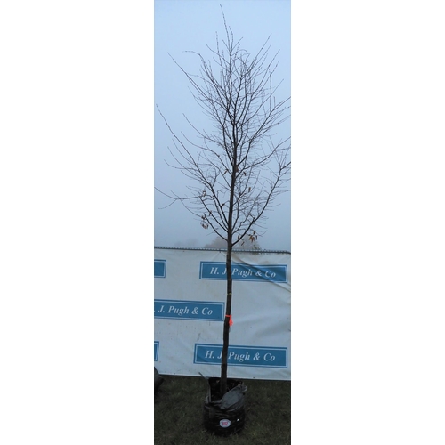 492 - Carpinus Betulus 12ft