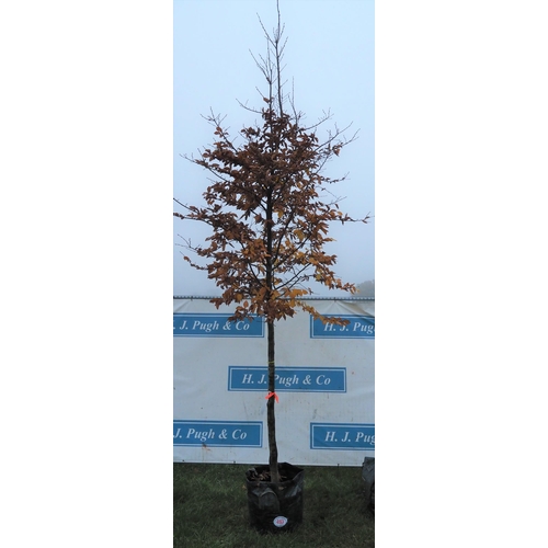 493 - Carpinus Betulus 12ft