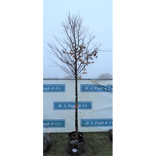 494 - Carpinus Betulus 12ft