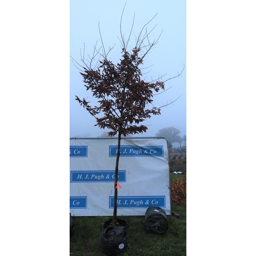 495 - Carpinus Betulus 12ft