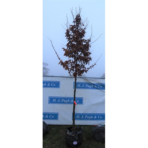 496 - Carpinus Betulus 12ft