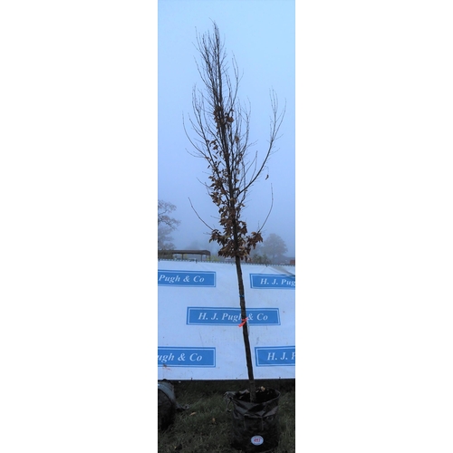 497 - Carpinus Betulus 12ft