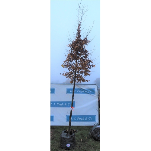 498 - Carpinus Betulus 12ft