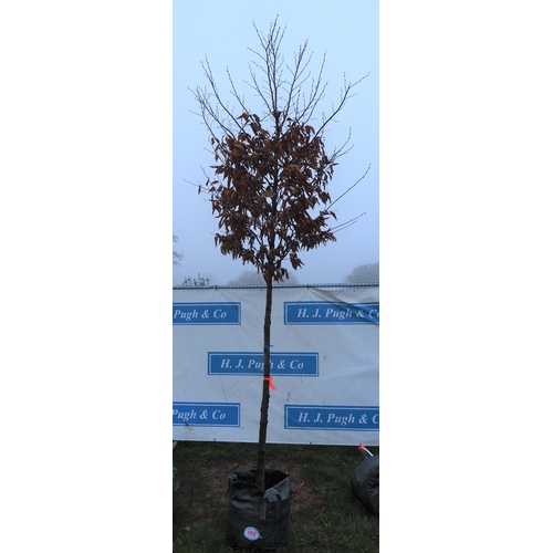 499 - Carpinus Betulus 12ft