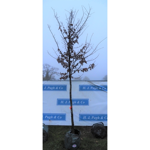 500 - Carpinus Betulus 12ft