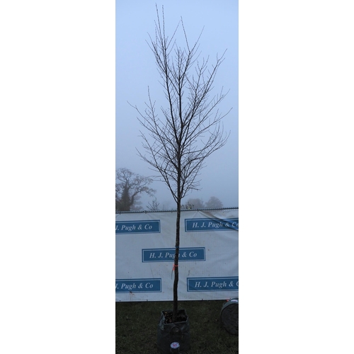 501 - Carpinus Betulus 12ft