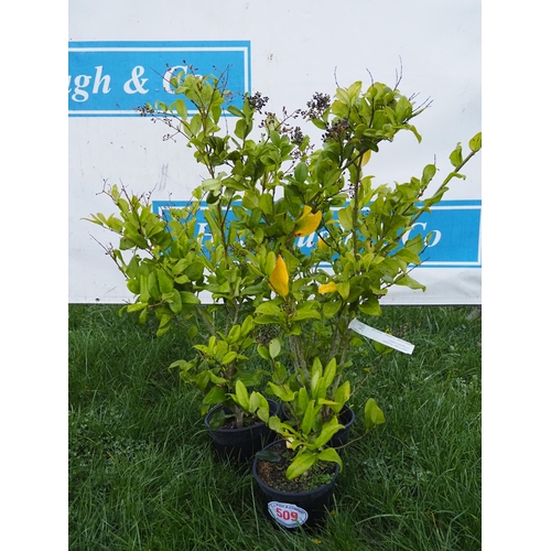 509 - Ligustrum - 3