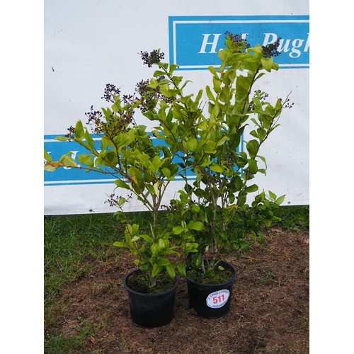 511 - Ligustrum - 2