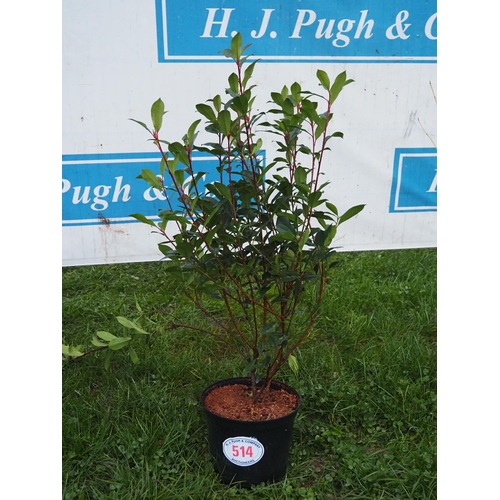 514 - Photinia - 2