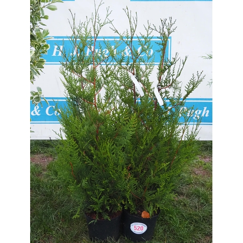 520 - Thuja - 3