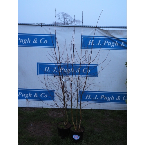 522 - Betula - 2