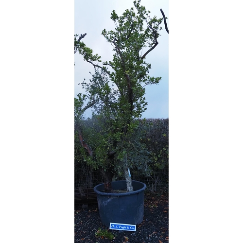 64 - Specimen Arbutus and Hardy Quercus Suber 14ft