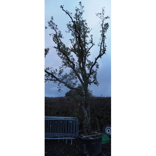 66 - Specimen Hardy Quercus Suber 20ft