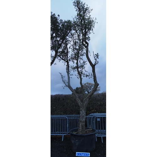 67 - Specimen Hardy Quercus Suber 20ft