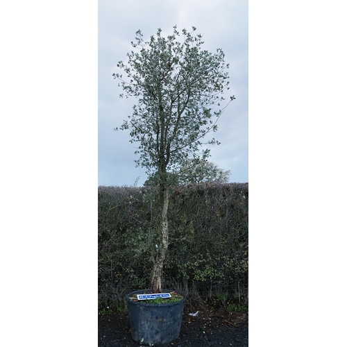 71 - Specimen Hardy Quercus Suber 16ft