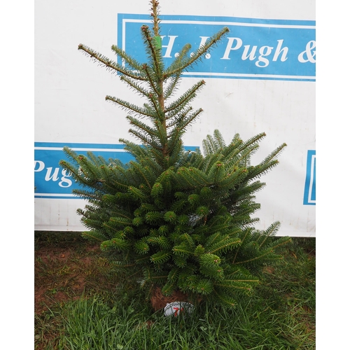 74 - Korean Fir 4ft