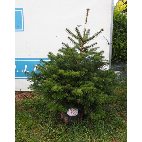 76 - Nordmann Fir 3ft