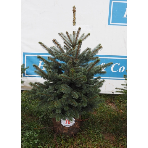 78 - Blue Spruce 3ft