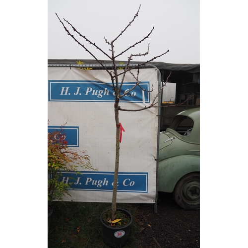 80 - Prunus Avium 8ft