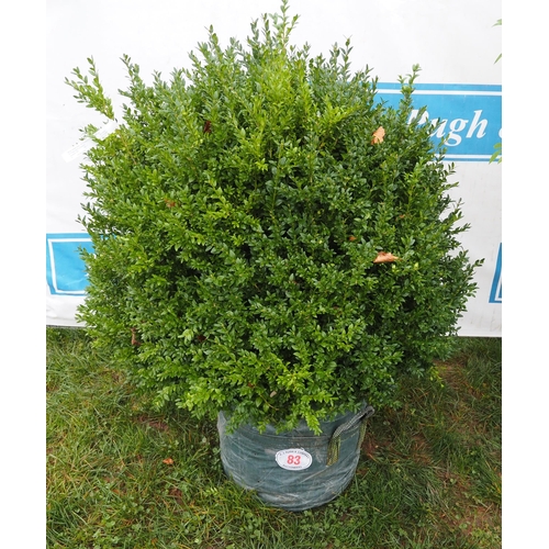 83 - Buxus 5ft