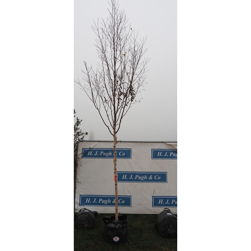 95 - Betula Fascination 15ft