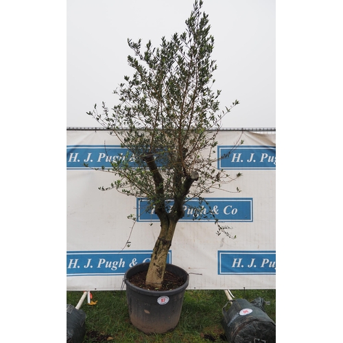 97 - Specimen Olive tree 10ft