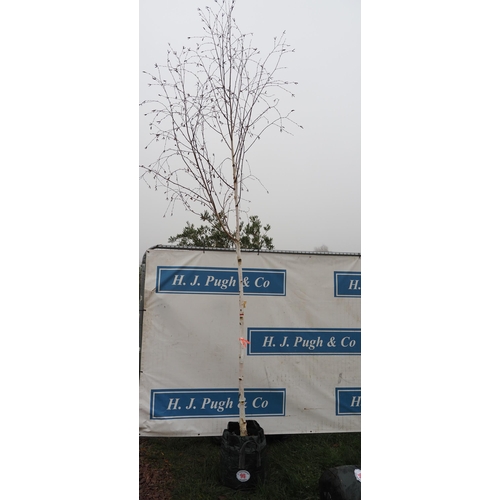 99 - Betula Utilis 15ft