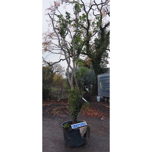 128 - Specimen Arbutus 16ft