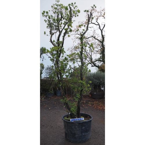 129 - Specimen Arbutus 16ft