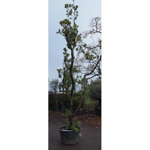 130 - Specimen Arbutus 16ft