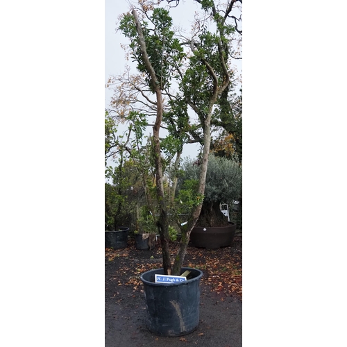 131 - Specimen Arbutus 16ft