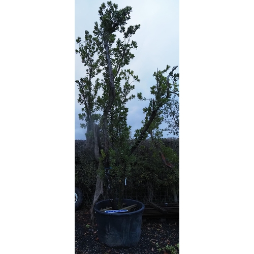 133 - Specimen Arbutus 16ft