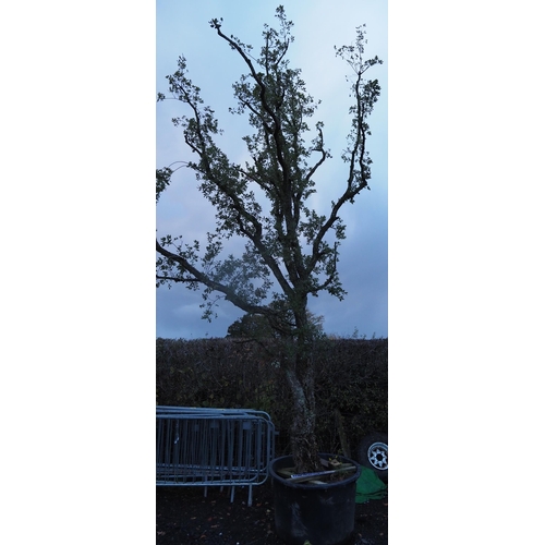 134 - Specimen Hardy Quercus Suber 20ft